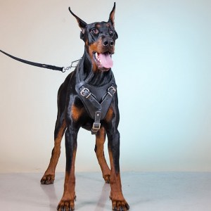 Черная шлейка из кожи для добермана «Working Dog»